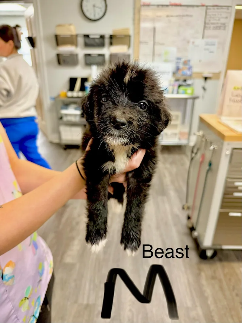A baby medium-sized male Retriever dog named B litter Beast for adoption in Semmes, AL
