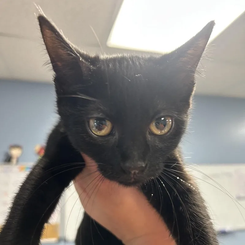 A baby small-sized female Black Domestic Short Hair cat named Tumble for adoption in St Joseph, MO