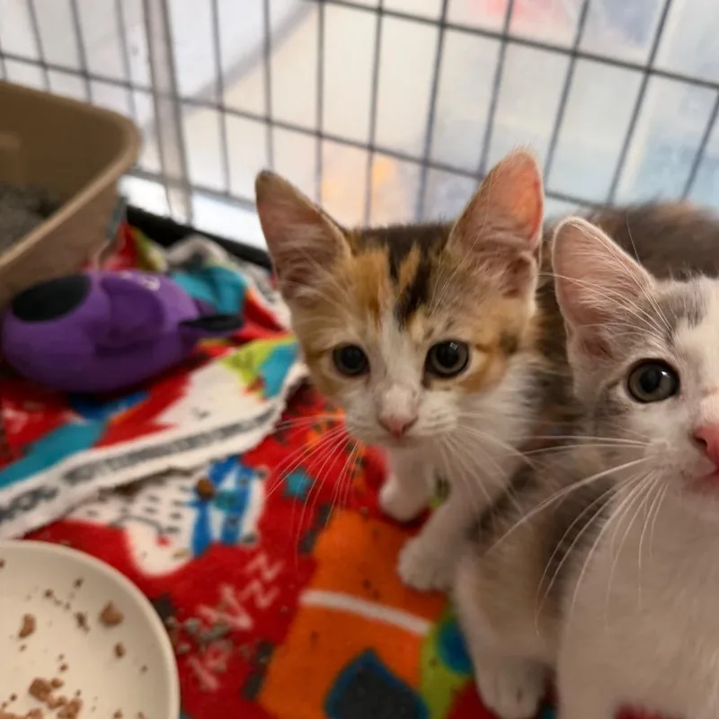 A baby small-sized female White Domestic Short Hair cat named Tammy for adoption in Austin, TX