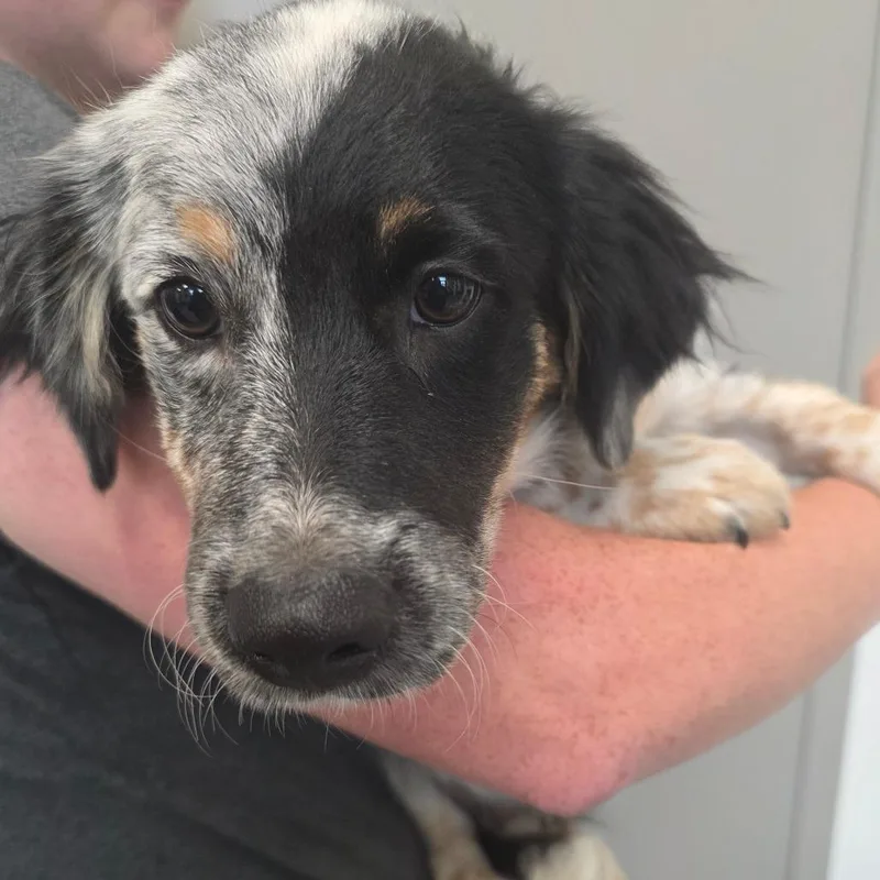 A baby medium-sized male Black Terrier dog named Clove for adoption in Sand Springs, OK