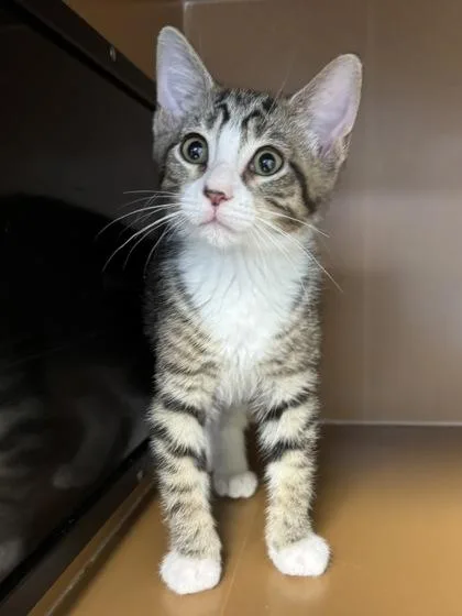 A baby small-sized male Domestic Short Hair cat named Pothos $ @ Petco for adoption in Seneca, SC