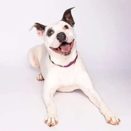 A senior medium-sized female Mixed Breed dog named Gabi for adoption in Dubuque, IA