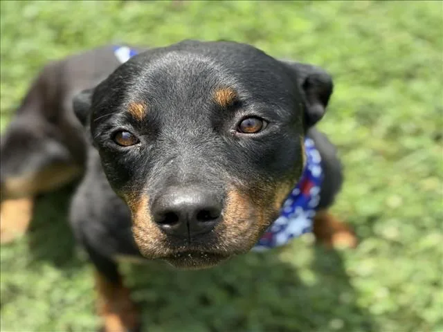 A young small-sized female Rottweiler dog named Raccoon for adoption in Tulsa, OK