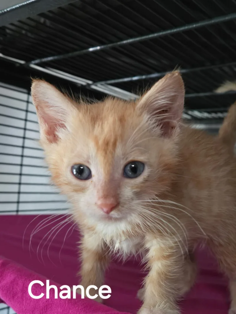 A baby medium-sized male Orange / Red Domestic Short Hair cat named Chance for adoption in Tuttle, OK