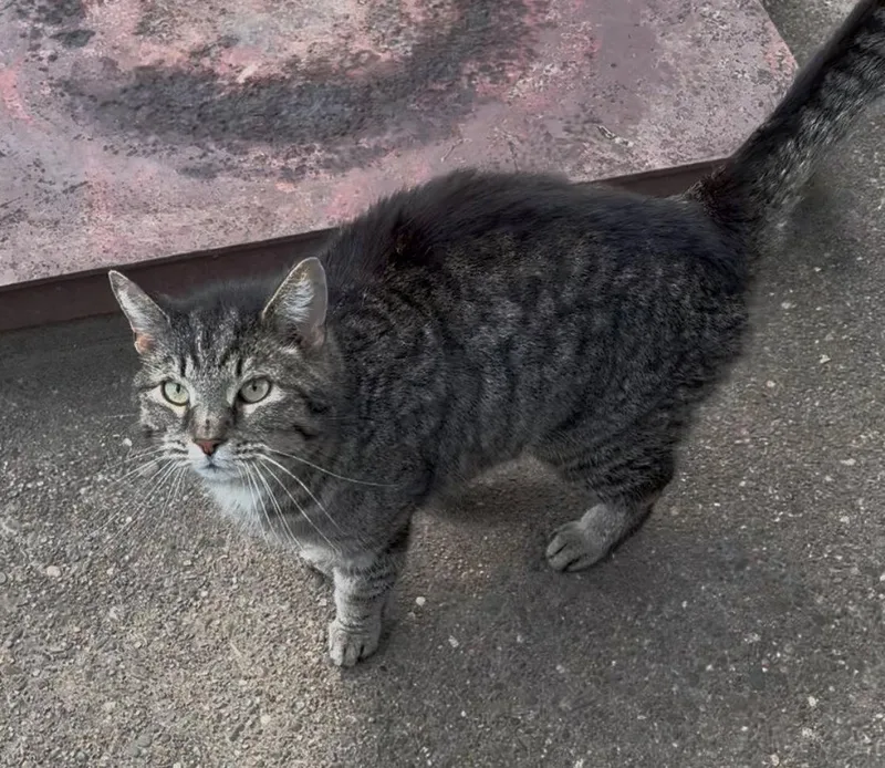 A senior medium-sized male Domestic Short Hair cat named Hanson for adoption in Sistersville, WV