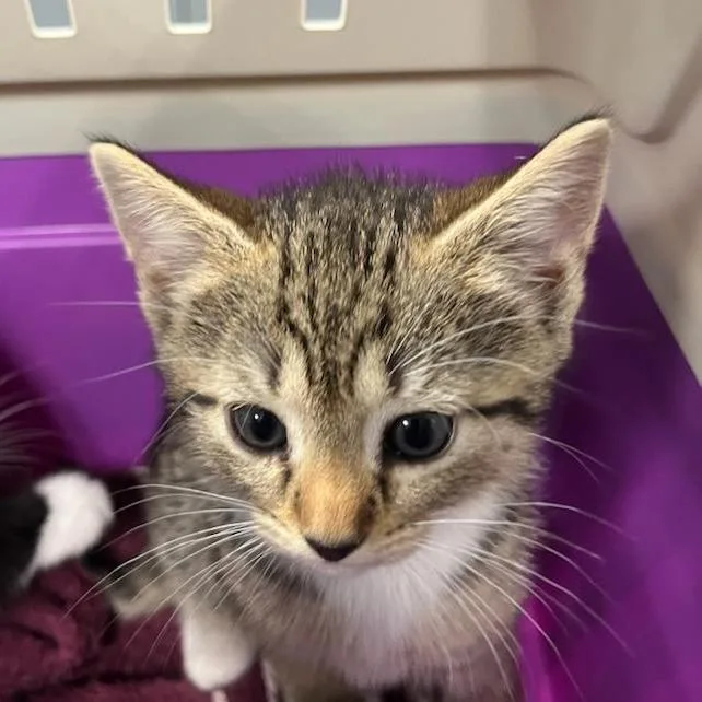 A baby small-sized female Brown / Chocolate Domestic Short Hair cat named Taurus for adoption in Greensboro, NC