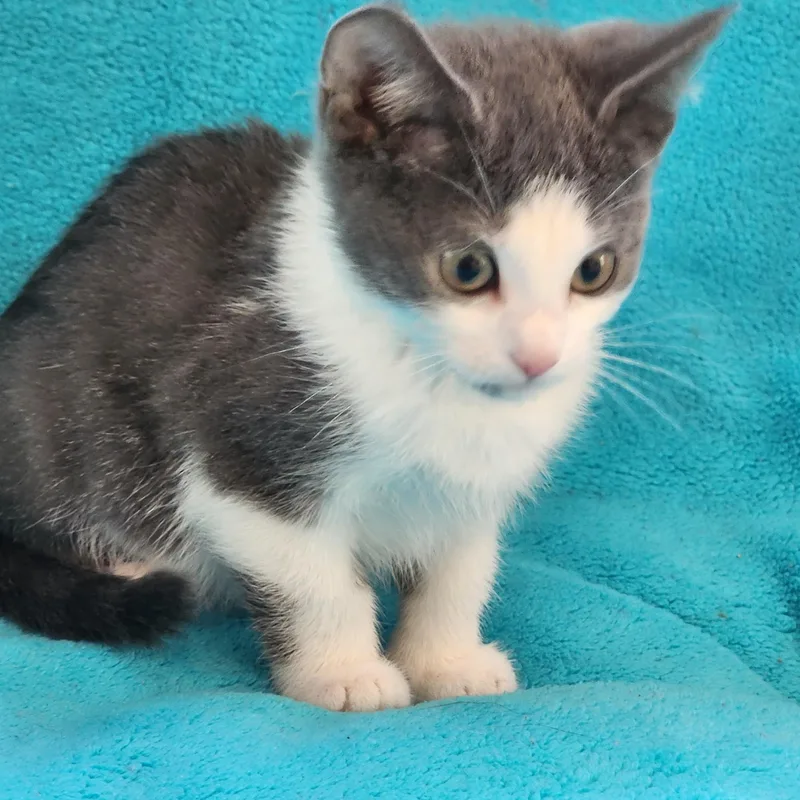 A baby medium-sized male Gray & White Domestic Short Hair cat named Palmer for adoption in Wayne, NJ