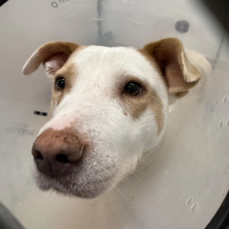 Peach Pie thumbnail 2