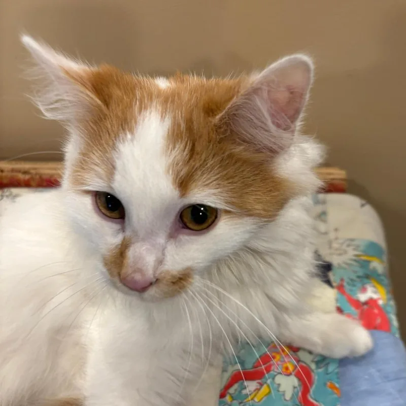 A young medium-sized male White Domestic Long Hair cat named Lord Fluffington for adoption in Tipton, IN