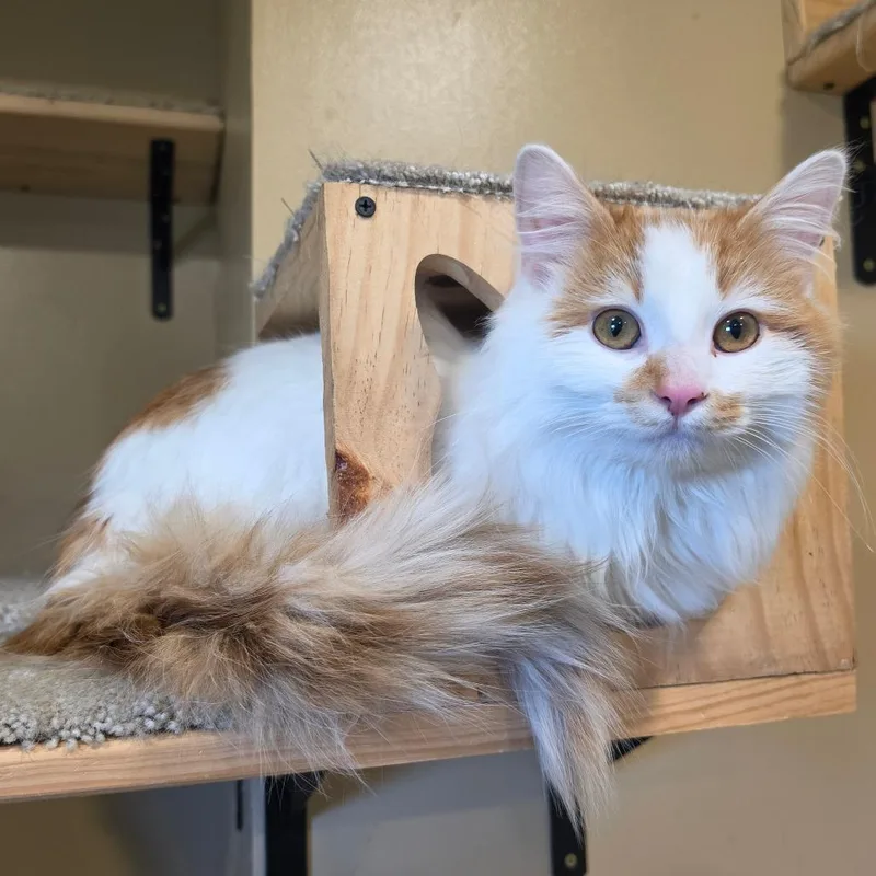 Lord Fluffington thumbnail 2