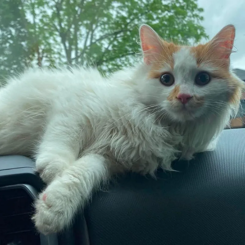Lord Fluffington thumbnail 3