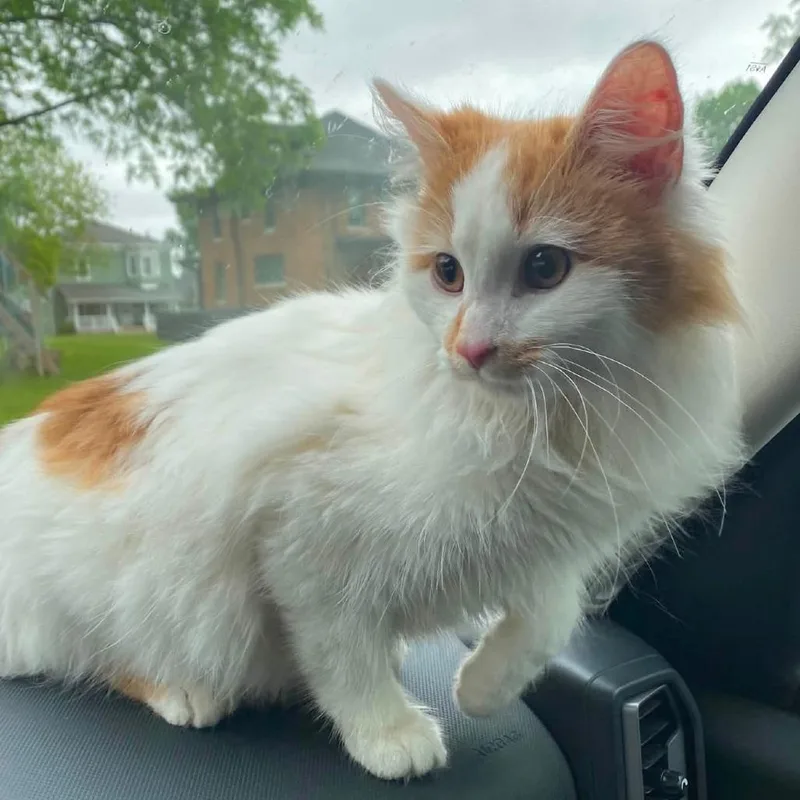 Lord Fluffington thumbnail 5