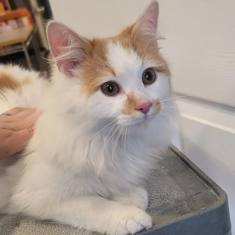 Lord Fluffington thumbnail 6