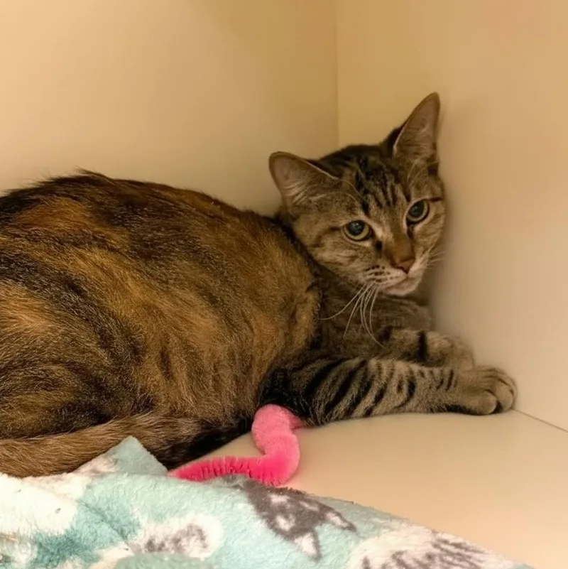 An adult medium-sized female Torbie Domestic Short Hair cat named Greer for adoption in Elyria, OH