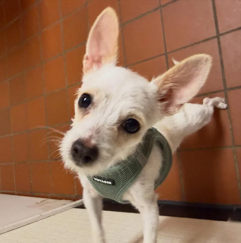 A baby small-sized female White / Cream Chihuahua dog named Avril for adoption in Foster, RI