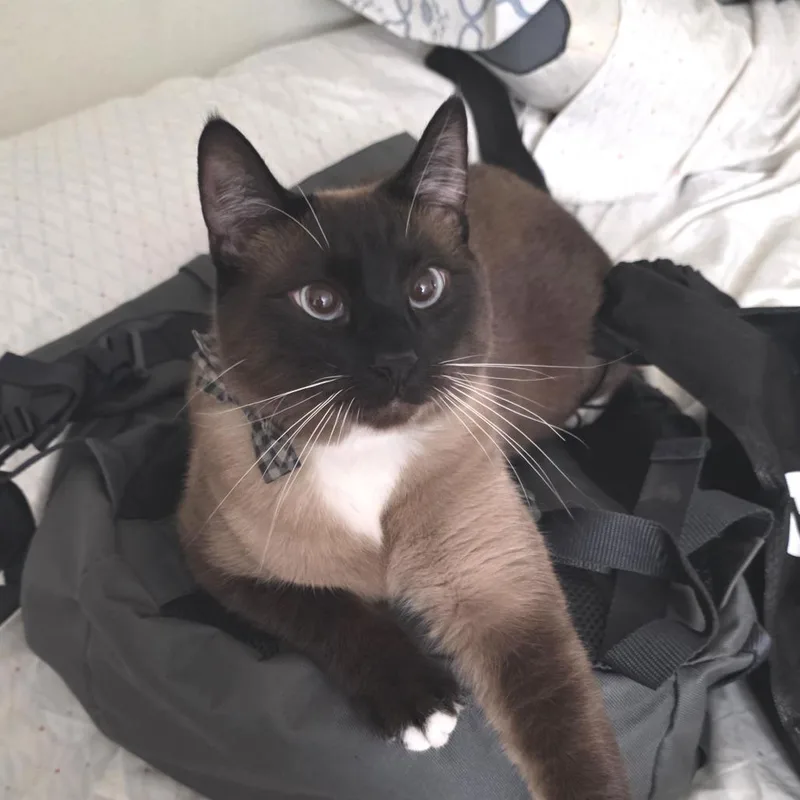 A young large-sized male Buff / Tan / Fawn Siamese cat named Shredder for adoption in Mount Shasta, CA