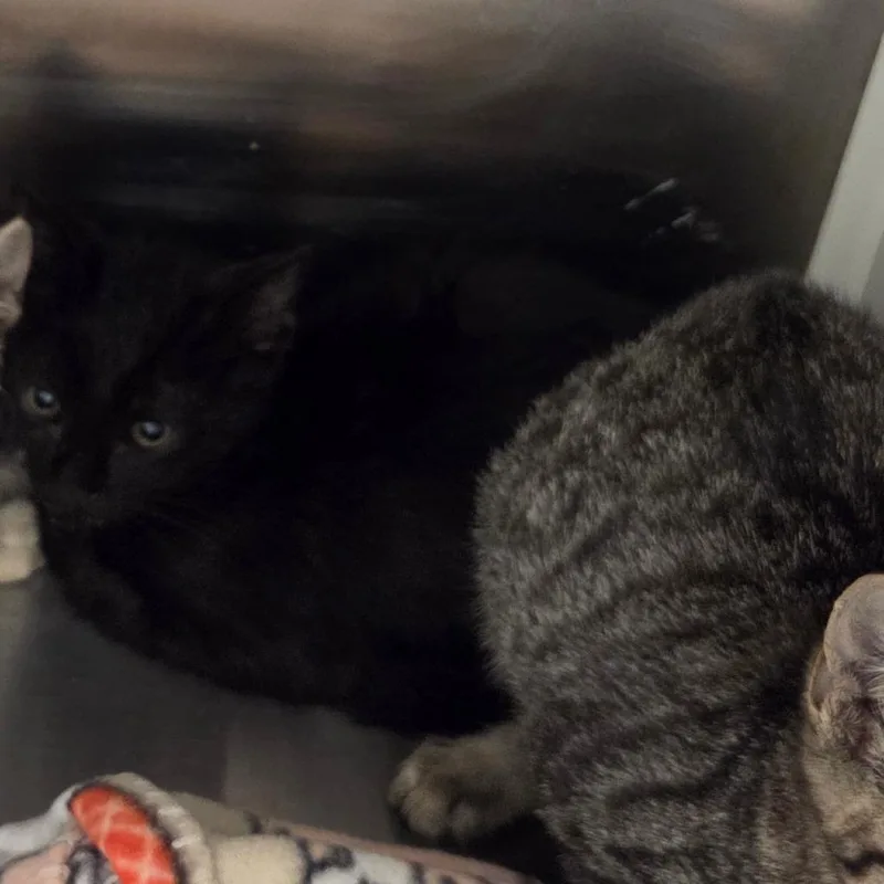 A baby small-sized male Black Domestic Short Hair cat named Sparky for adoption in Chattanooga, TN