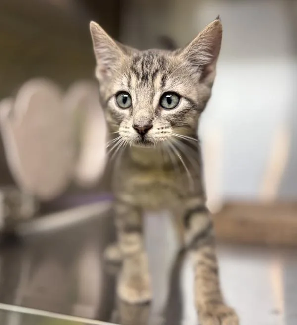 A baby small-sized male Domestic Short Hair cat named Bitsy for adoption in Sioux City, IA