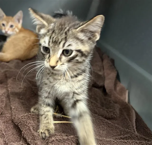 A baby medium-sized male Domestic Short Hair cat named Messi for adoption in Dallas, TX