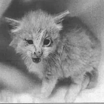 A baby small-sized male Orange / Red Domestic Short Hair cat named Cheeto for adoption in Los Angeles, CA