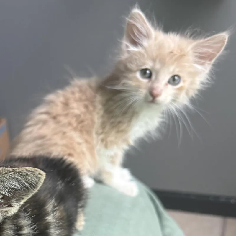 Cheeto thumbnail 2