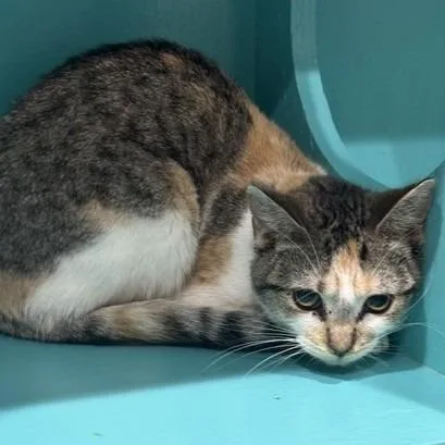 An adult small-sized female Calico Domestic Short Hair cat named Dusk C for adoption in Princeton, MN