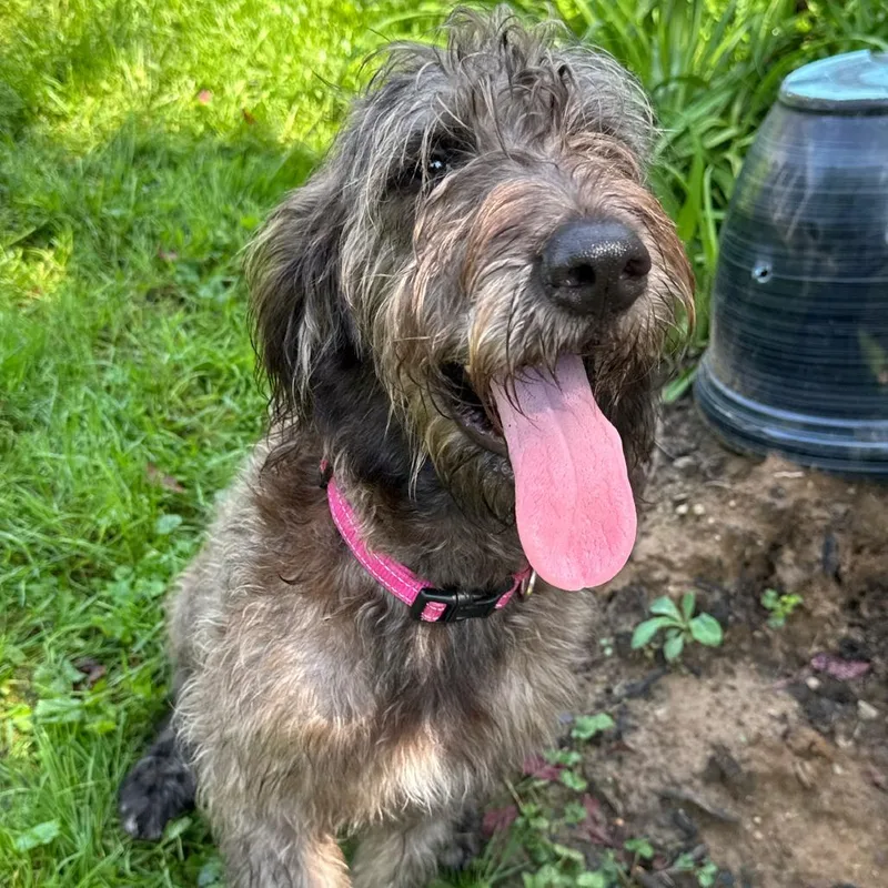 A young small-sized female Poodle dog named Twiggy for adoption in Dayton, OH