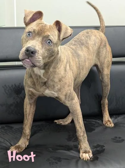 An adult medium-sized male Pit Bull Terrier dog named Hoot for adoption in Mason, MI