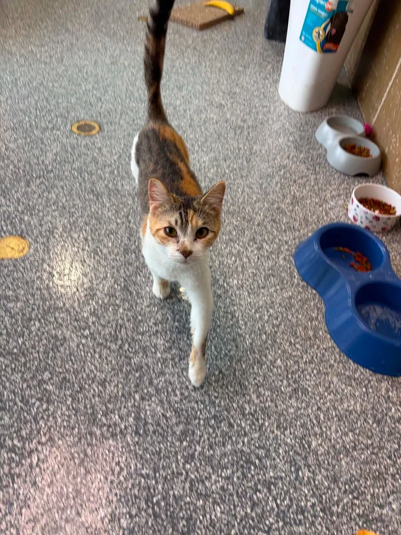 A young medium-sized female Tabby (Buff / Tan / Fawn) Domestic Short Hair cat named Undie for adoption in Lenexa, KS