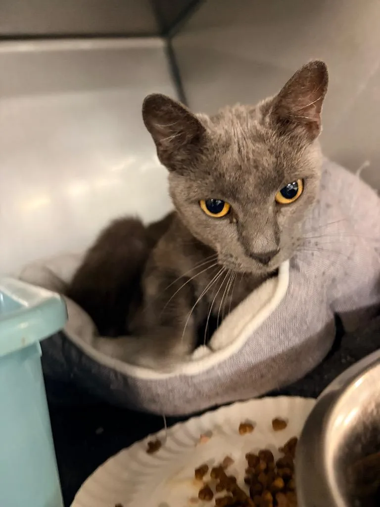 An adult medium-sized male Domestic Short Hair cat named Tom for adoption in Huntington, IN