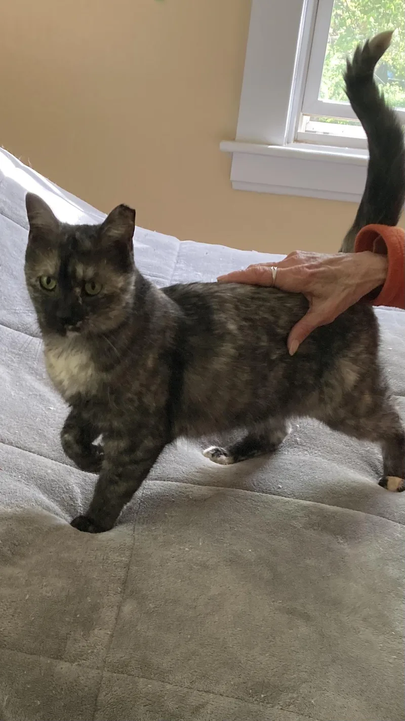 Betty Boop thumbnail 2