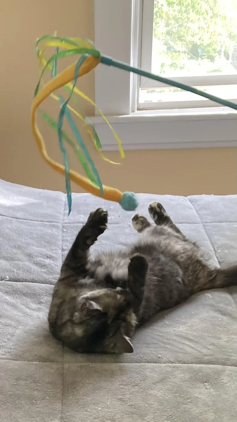 Betty Boop thumbnail 3