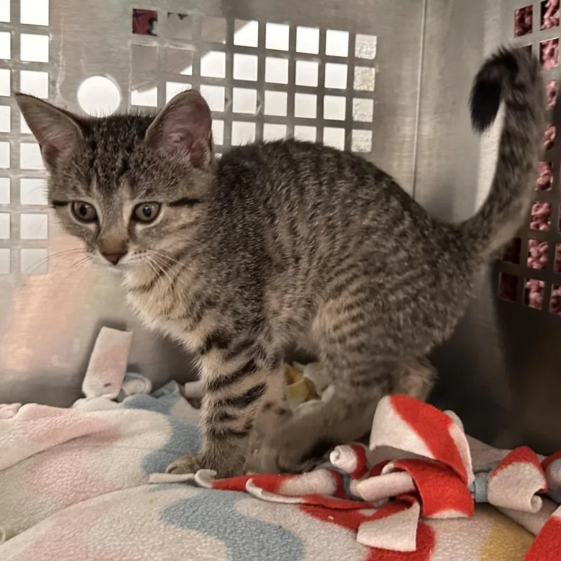A baby small-sized female Brown / Chocolate Domestic Short Hair cat named Starling for adoption in Mount Vernon, IN