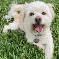 A senior small-sized male White / Cream Maltese dog named Benjamin James for adoption in Houston, TX