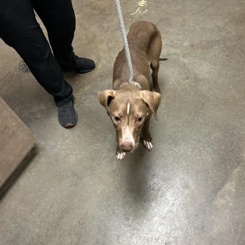 A young medium-sized male Mixed Breed dog named Thor for adoption in Ottawa, KS