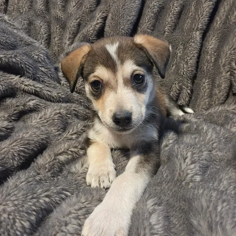 A baby medium-sized female White / Cream Husky dog named Elowen AL for adoption in Austin, TX