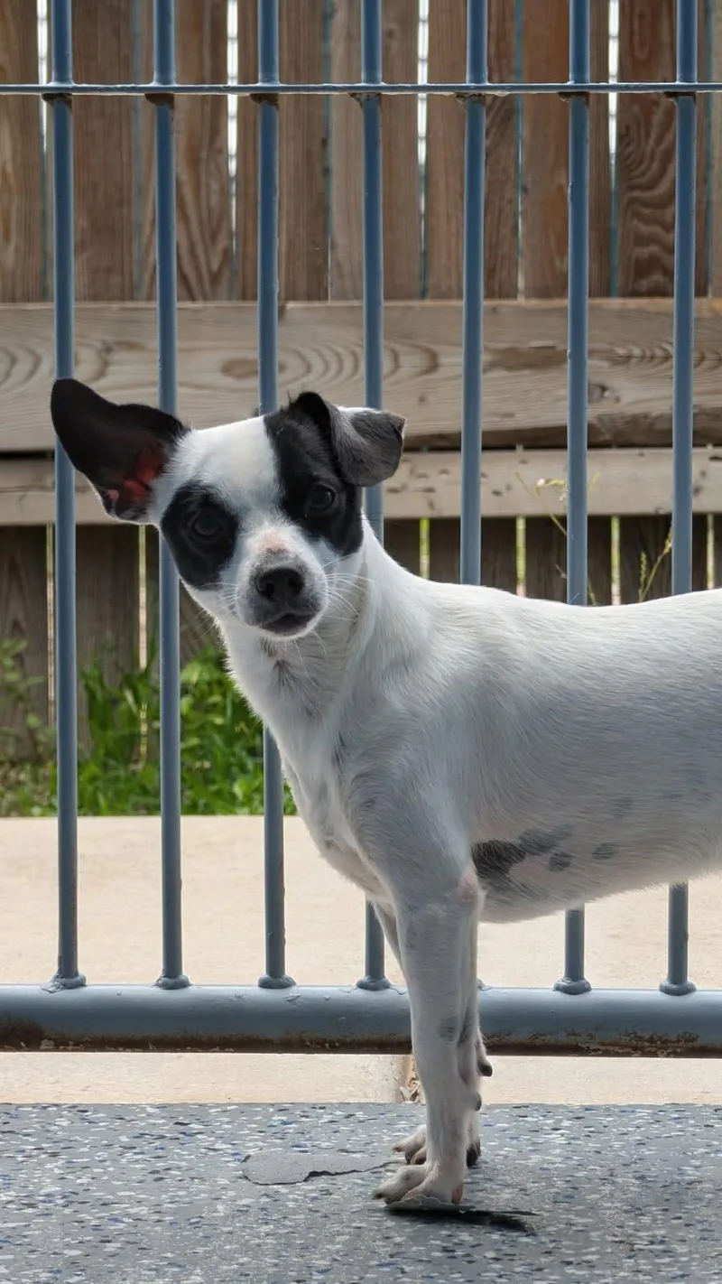 A baby small-sized male Chihuahua dog named Eddie for adoption in Benson, AZ