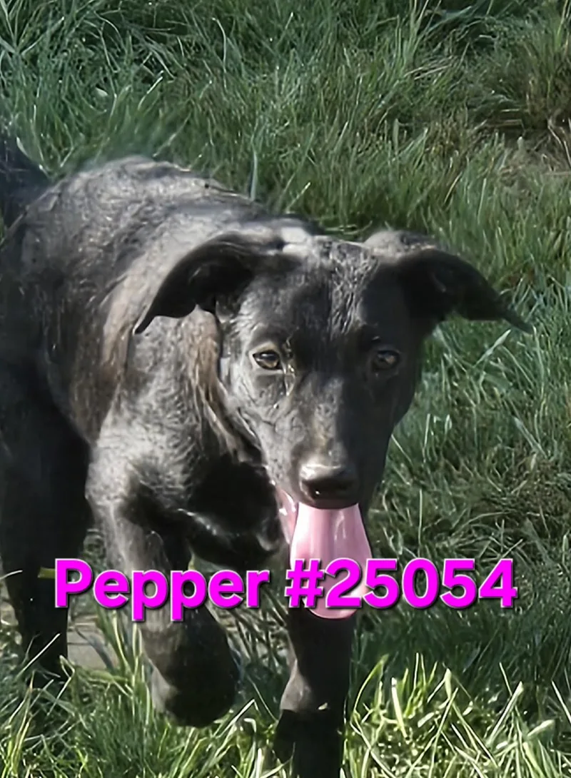 Pepper