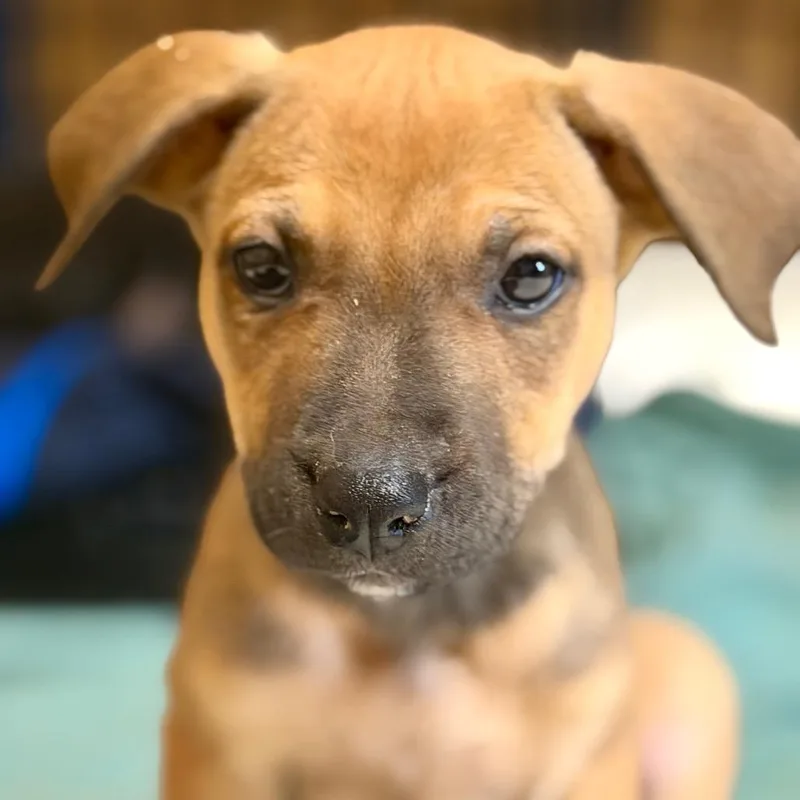 A baby small-sized female Yellow / Tan / Blond / Fawn Belgian Shepherd / Malinois dog named Fury for adoption in Centralia, WA