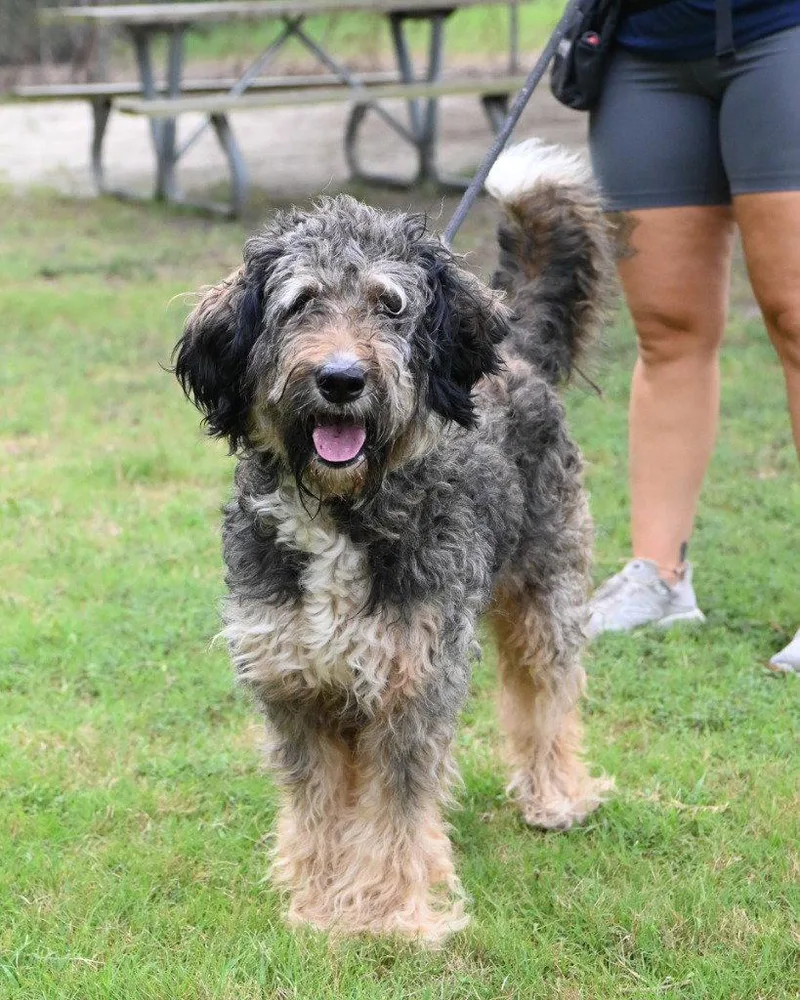 An adult large-sized female Poodle dog named DA Pancake Syrup for adoption in Glen Allen, VA