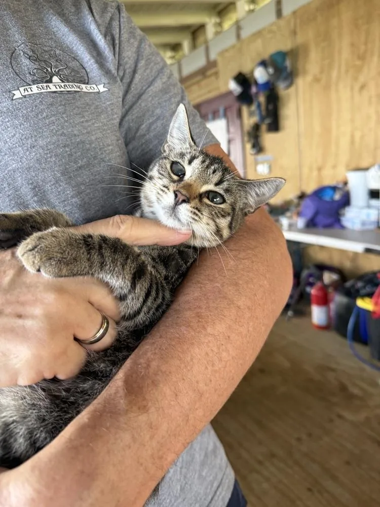 A baby small-sized female Tabby (Brown / Chocolate) American Shorthair cat named Princess Daisy for adoption in New Bedford, MA
