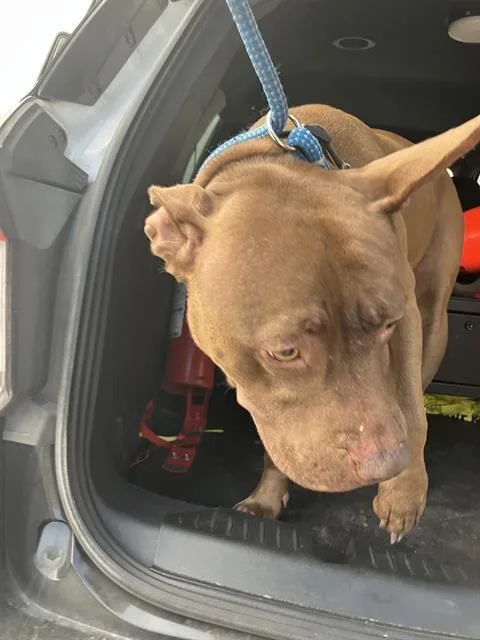 A young medium-sized female Mixed Breed dog named Dolly for adoption in Dallas, TX