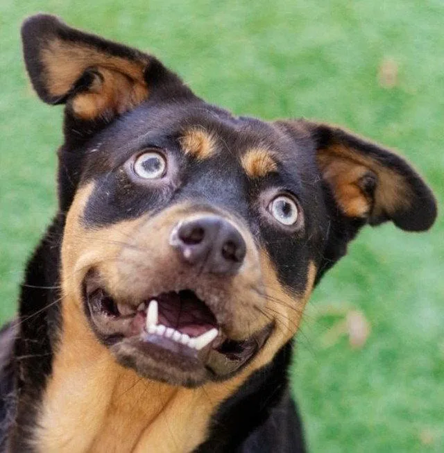 A young large-sized female Labrador Retriever dog named Onyx for adoption in Bloomfield, CT