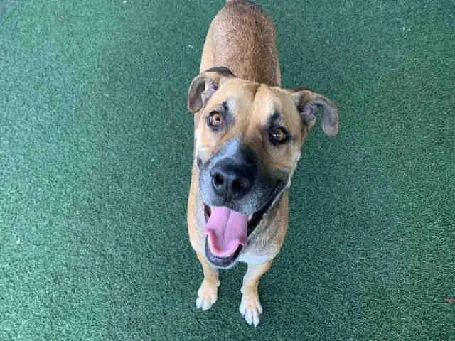 An adult medium-sized male Shepherd dog named Cosmo for adoption in Bonita, CA