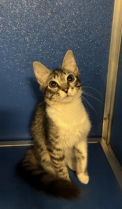 A young medium-sized female Domestic Medium Hair cat named Juliette for adoption in Picayune, MS