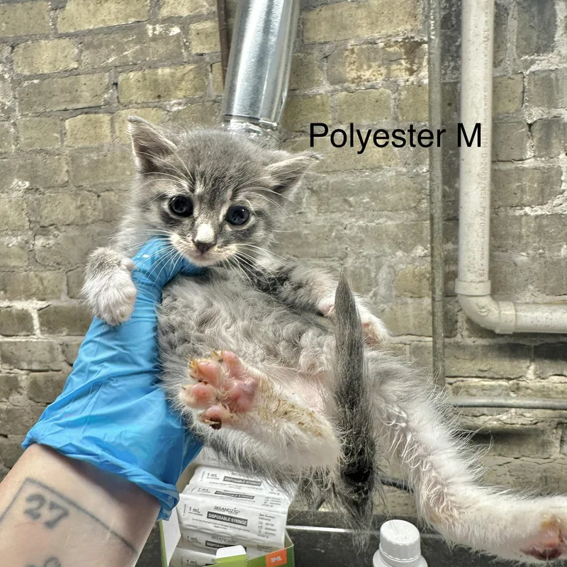 A baby small-sized male Tabby (Gray / Blue / Silver) Domestic Short Hair cat named Polyester for adoption in Milwaukee, WI