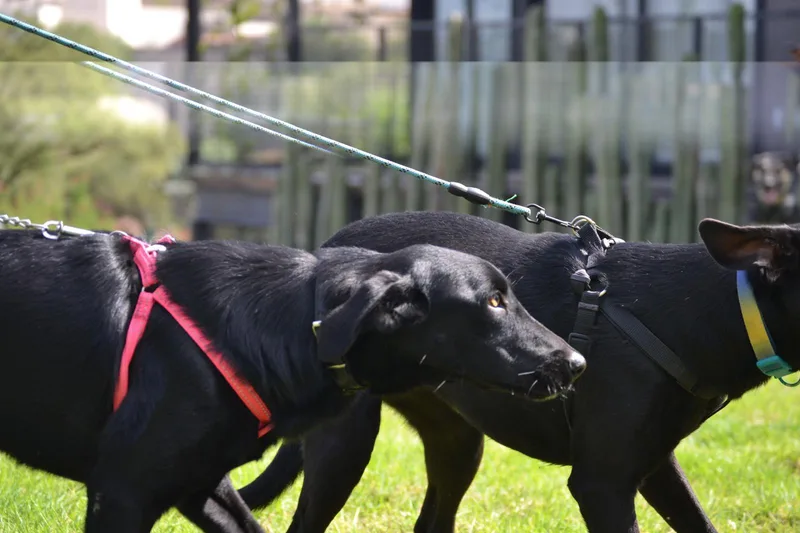 A young medium-sized female Black Labrador Retriever dog named Peach for adoption in Austin, TX