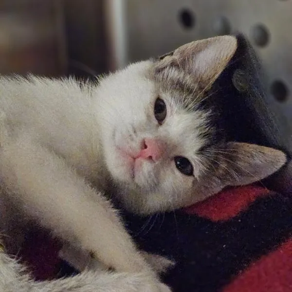 A baby small-sized female Domestic Short Hair cat named Hamm for adoption in Oakland, CA