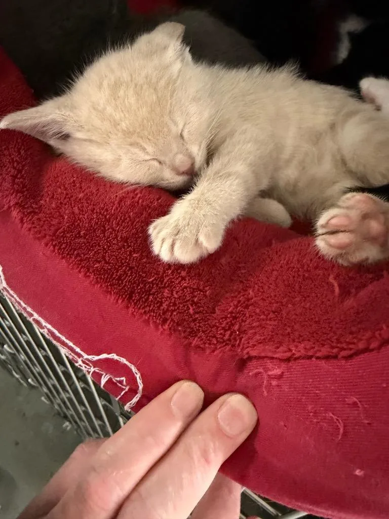 A baby small-sized male Domestic Short Hair cat named Fremont for adoption in Virginia, MN
