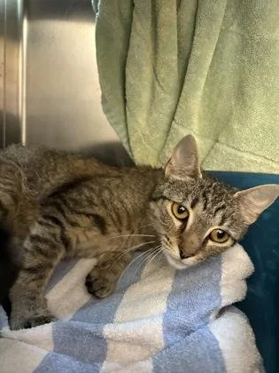 A young medium-sized female Domestic Short Hair cat named Squash for adoption in Westland, MI